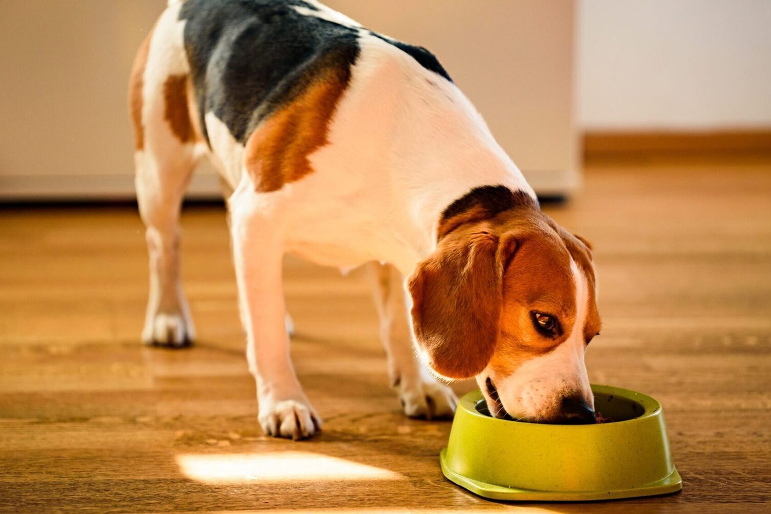 Hundeernährung - Egal für welche Ernährungsform, bei uns findest du den passenden Napf