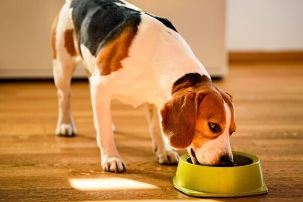 Hundeernährung - Egal für welche Ernährungsform, bei uns findest du den passenden Napf