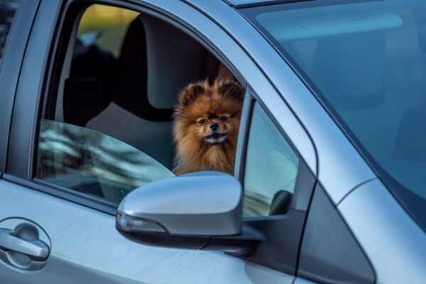 Sicher und bequem unterwegs: Tipps für eine gelungene Autofahrt mit deinem Hund
