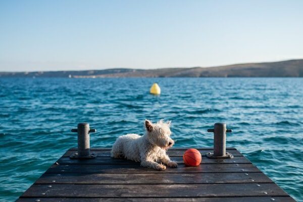 Ferien mit Hund - Tipps für den perfekten Sommerurlaub
