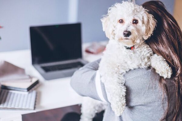 Hund am Arbeitsplatz - Tipps für eine gelungene Arbeitszeit mit Hund!
